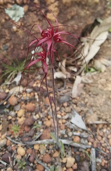Red Spider Orchid